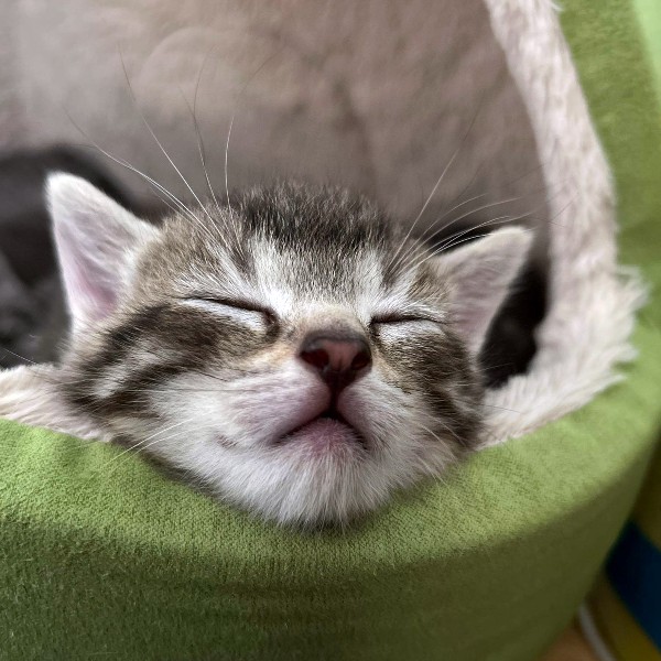 Getigertes Katzen-Baby mit geschlossenen Augen